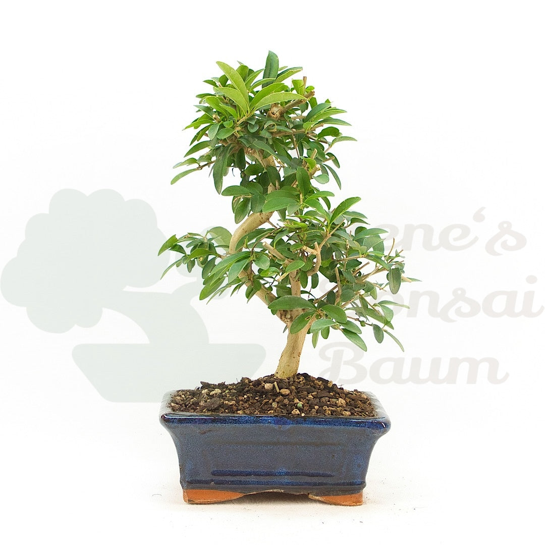 Gewöhnlichen Liguster ‚Ligustrum vulgare‘